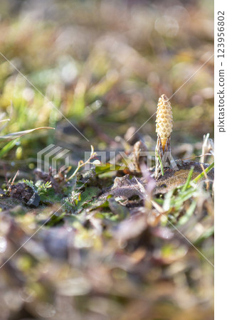 Tsukushi telling spring Tsukushi telling spring 123956802