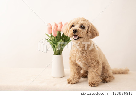 Smiling Maltipoo Kuu-chan with a white background and tulips Smiling Maltipoo Kuu-chan with a white background and tulips 123956815