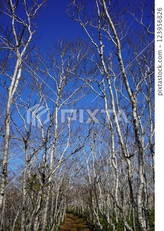 里摩週的深秋、藍天與艾爾曼樺樹 里摩週的深秋、藍天與艾爾曼樺樹 123956826