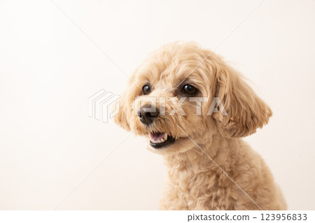 Close-up of Maltipoo Ku-chan's bust 123956833