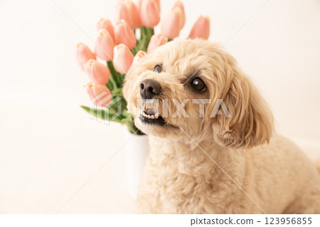 微笑的馬耳他犬 Ku-chan,背景為白色,帶有鬱金香 微笑的馬耳他犬 Ku-chan,背景為白色,帶有鬱金香 123956855