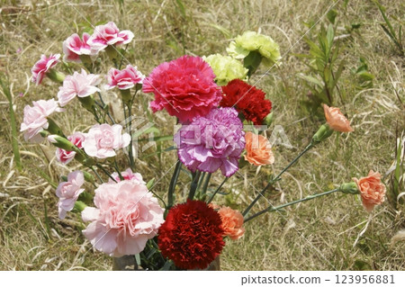 Carnation Carnation 123956881