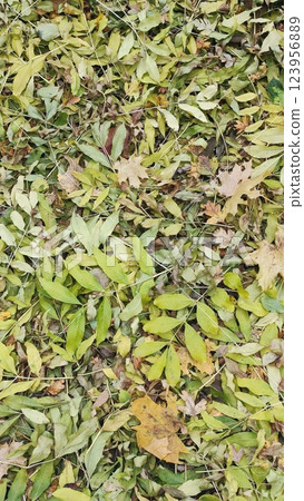A vibrant mix of green and yellow leaves blankets the ground in a park. The fallen leaves indicate the arrival of autumn, creating a picturesque natural carpet. 123956889