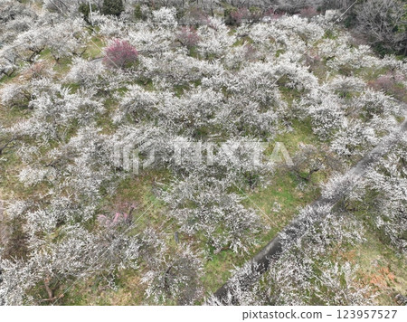 [Plum grove seen from the sky] A thousand plum trees at Motosawa Plum Garden 123957527