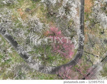 [Plum grove seen from the sky] A thousand plum trees at Motosawa Plum Garden 123957531
