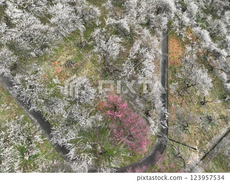 【從空中俯瞰梅林】本澤梅園的千株梅花 【從空中俯瞰梅林】本澤梅園的千株梅花 123957534