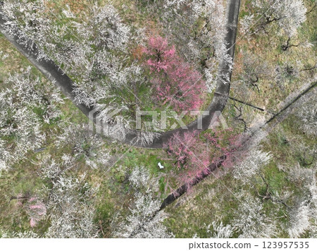 【從空中俯瞰梅林】本澤梅園的千株梅花 123957535