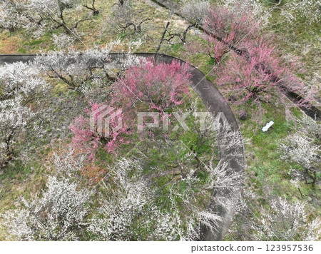 [Plum grove seen from the sky] A thousand plum trees at Motosawa Plum Garden 123957536