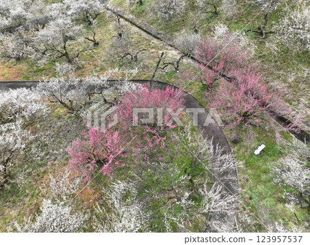 [Plum grove seen from the sky] A thousand plum trees at Motosawa Plum Garden 123957537