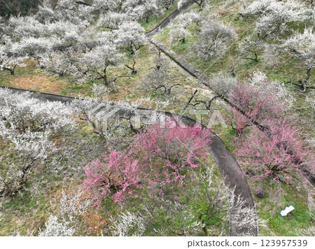 [Plum grove seen from the sky] A thousand plum trees at Motosawa Plum Garden 123957539