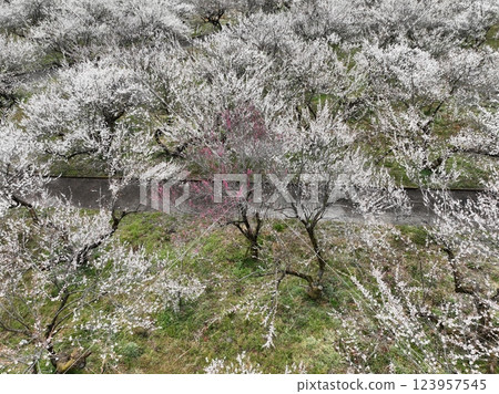 [Plum grove seen from the sky] A thousand plum trees at Motosawa Plum Garden 123957545