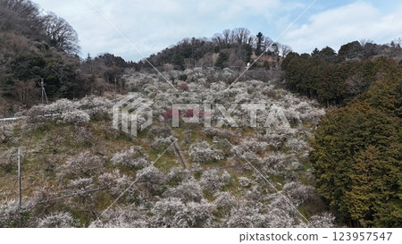[Plum grove seen from the sky] A thousand plum trees at Motosawa Plum Garden 123957547