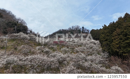 [Plum grove seen from the sky] A thousand plum trees at Motosawa Plum Garden 123957550