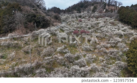 [Plum grove seen from the sky] A thousand plum trees at Motosawa Plum Garden 123957554