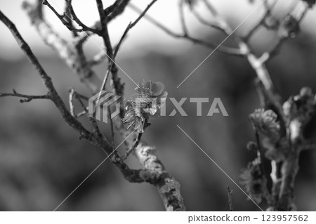 Plum blossoms are starting to bloom, monochrome Plum blossoms are starting to bloom, monochrome 123957562