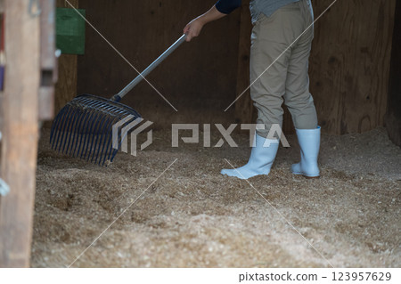 horse, female, females 123957629