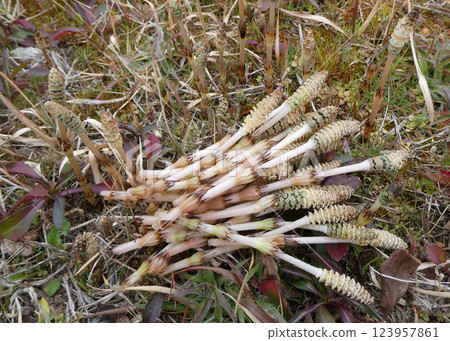 Horsetail, a wild flower representative of spring! A photo of horsetail collected in its natural habitat 123957861