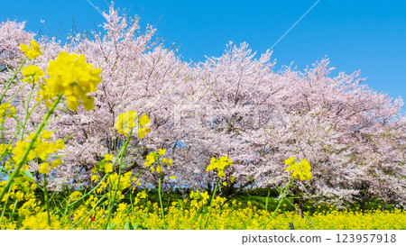 Gyodo Shrine 123957918