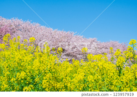 Gyodo神社 123957919