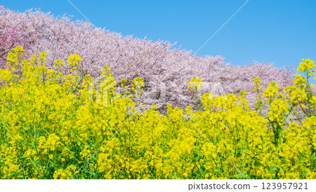 Gyodo神社 123957921