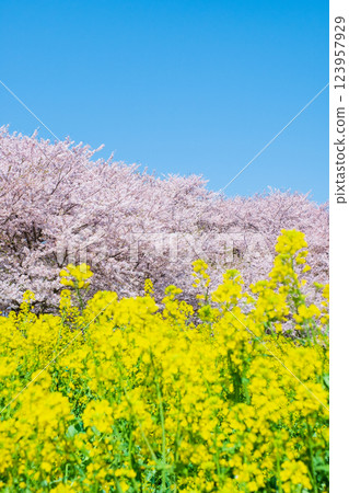 Gyodo神社 123957929