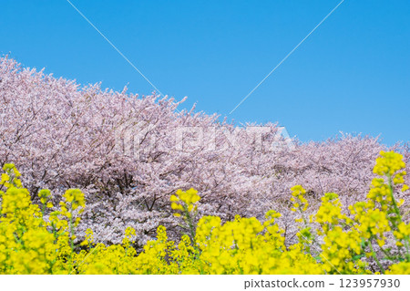 Gyodo神社 123957930