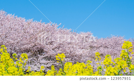 Gyodo神社 123957931