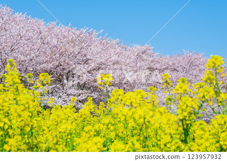 Gyodo Shrine 123957932