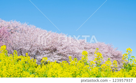 Gyodo神社 123957937