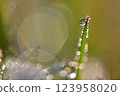 Drops on a blade of grass shining in the morning sun - macro shot 123958020