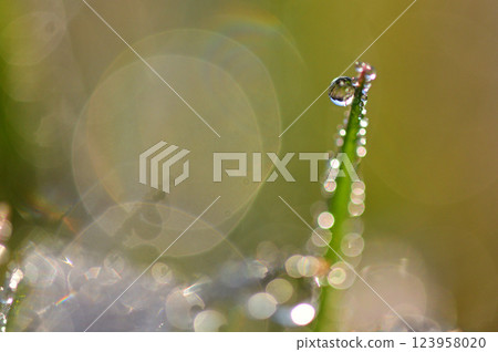 Drops on a blade of grass shining in the morning sun - macro shot 123958020