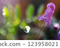 Macro photo of Lamium amplexicaule flowers shining in the morning sun 123958021