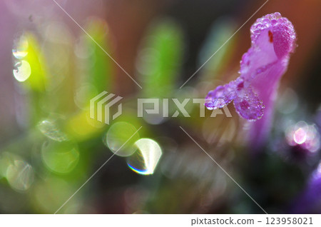 Macro photo of Lamium amplexicaule flowers shining in the morning sun 123958021