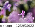Macro photo of Lamium amplexicaule flowers shining in the morning sun 123958022