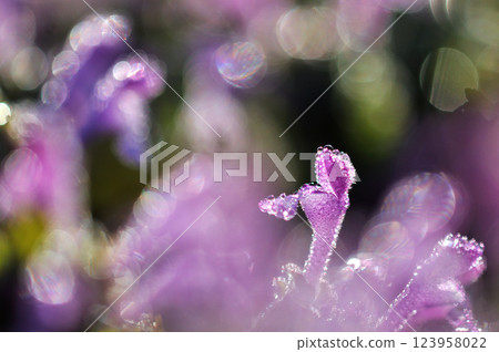 Macro photo of Lamium amplexicaule flowers shining in the morning sun 123958022