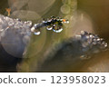 Drops on a blade of grass shining in the morning sun - macro shot 123958023