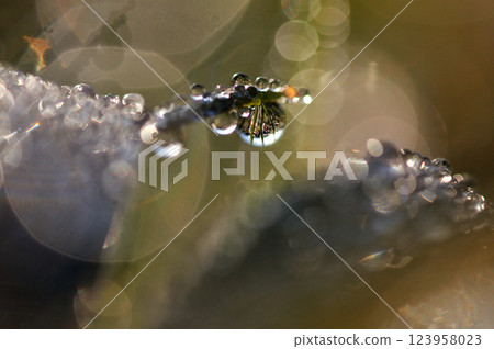 Drops on a blade of grass shining in the morning sun - macro shot 123958023