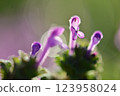 Macro photo of Lamium amplexicaule flowers shining in the morning sun 123958024