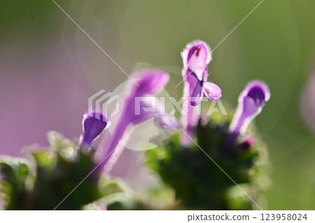 Macro photo of Lamium amplexicaule flowers shining in the morning sun 123958024