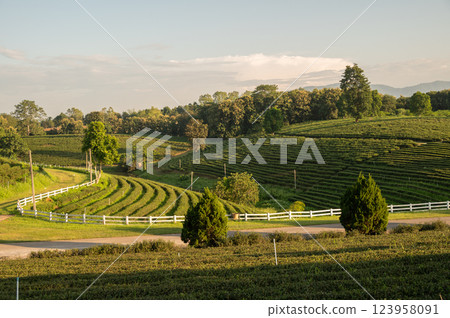 Tea plantation field in Chiang Rai province of Thailand. 123958091