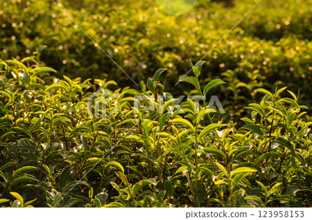 Tea leaves growing in plantation field with warm light during sunset. Camellia sinensis is a species of evergreen shrubs, its leaves and leaf buds are used to produce tea. 123958153
