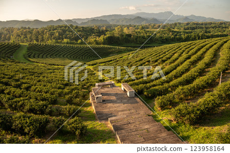 Beautiful view of tea plantation field in Chiang Rai province of Thailand. Beautiful view of tea plantation field in Chiang Rai province of Thailand. 123958164