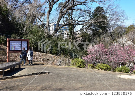 Kawasaki City: Plum Garden guide board and plum blossoms in full bloom at Ikuta Ryokuchi 123958176