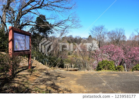 Kawasaki City: Plum Garden guide board and plum blossoms in full bloom at Ikuta Ryokuchi 123958177