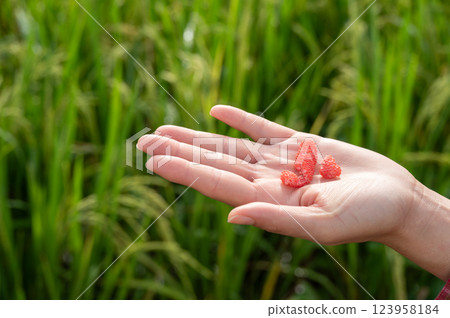 Farmer holding golden apple snail eggs in hands. 123958184