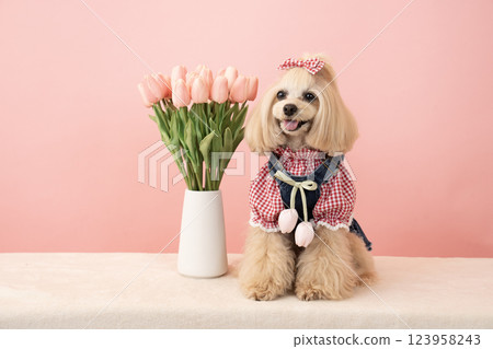 Panna the smiling Maltipoo with a pink bag and tulips 123958243