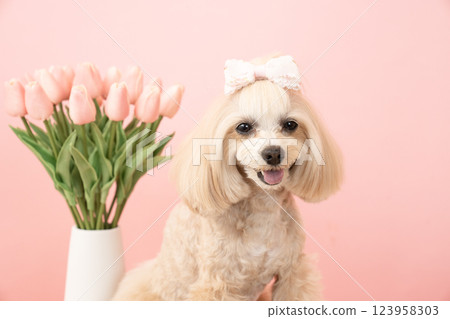 微笑的馬耳他犬 Panna 的半身像,帶著粉紅色的包包和鬱金香 微笑的馬耳他犬 Panna 的半身像,帶著粉紅色的包包和鬱金香 123958303