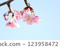 河津櫻花盛開，春天來臨 123958472