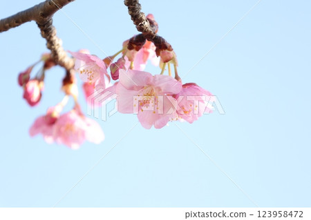 河津櫻花盛開，春天來臨 123958472