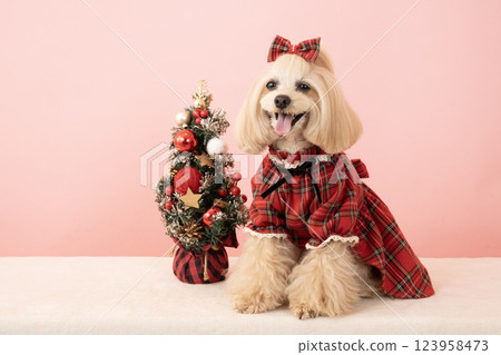 微笑的馬耳他犬 Panna，背景為粉紅色，旁邊是一棵聖誕樹 123958473